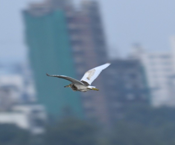 Indian Pond-Heron - ML644264345