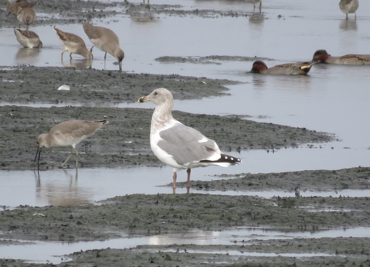 Gaviota/Gavión sp. - ML644264346