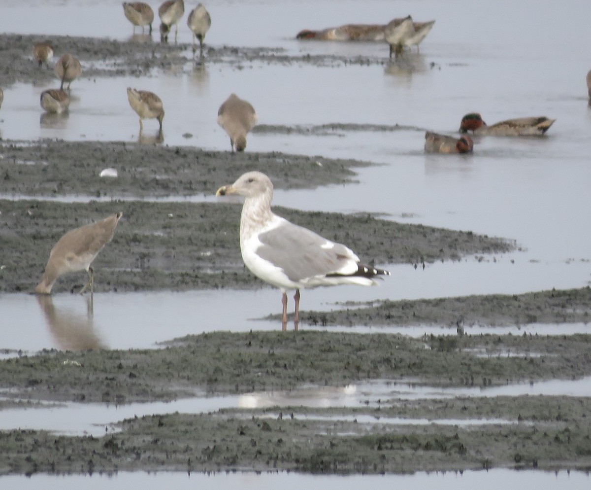 Gaviota/Gavión sp. - ML644264347