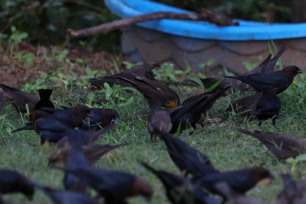 Yellow-headed Blackbird - ML644264351