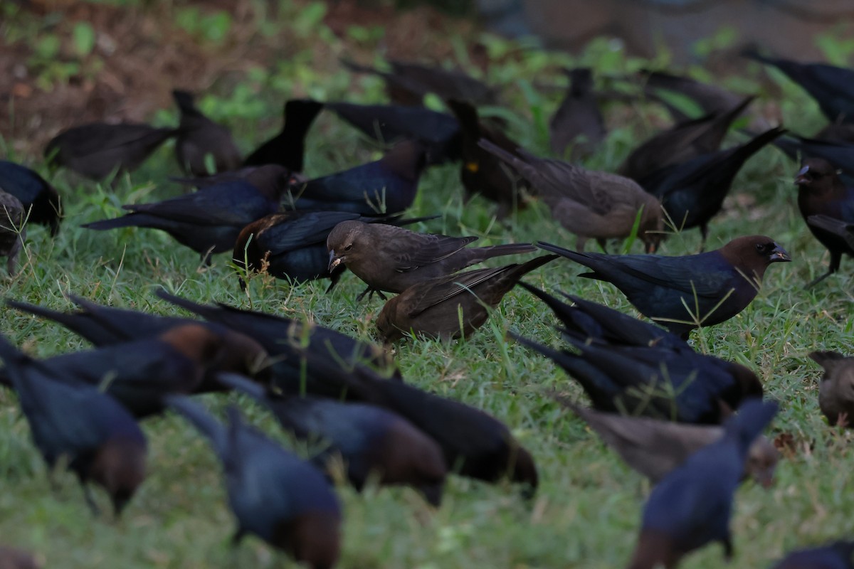 Yellow-headed Blackbird - ML644264352