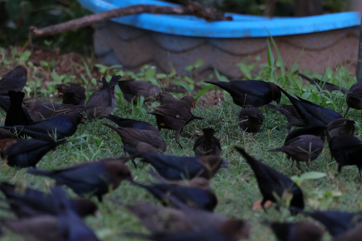 Yellow-headed Blackbird - ML644264353