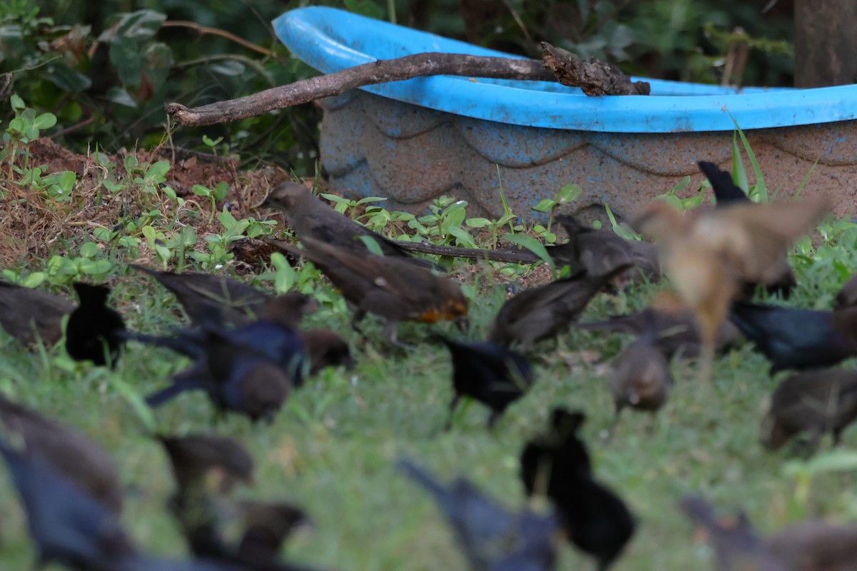 Yellow-headed Blackbird - ML644264354