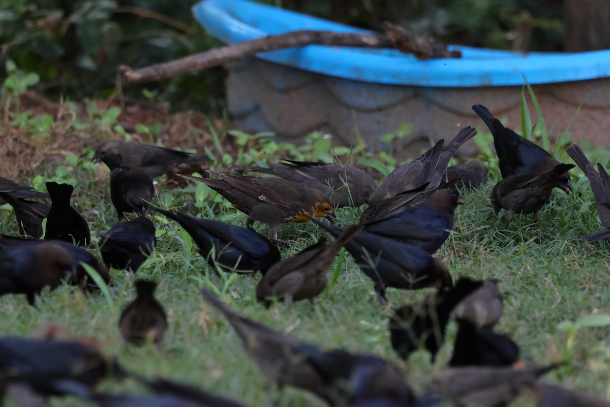 Yellow-headed Blackbird - ML644264355