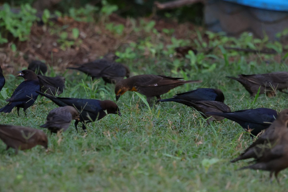 Yellow-headed Blackbird - ML644264356