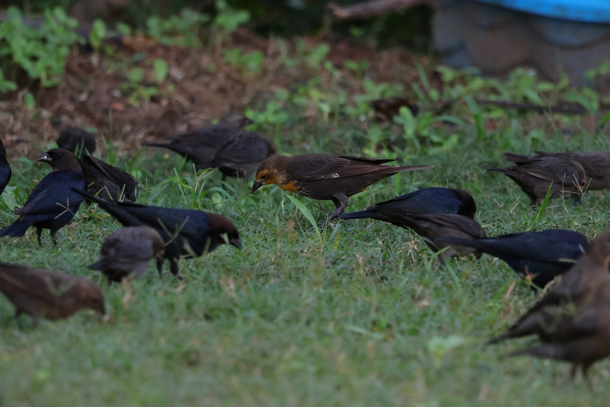 Yellow-headed Blackbird - ML644264357