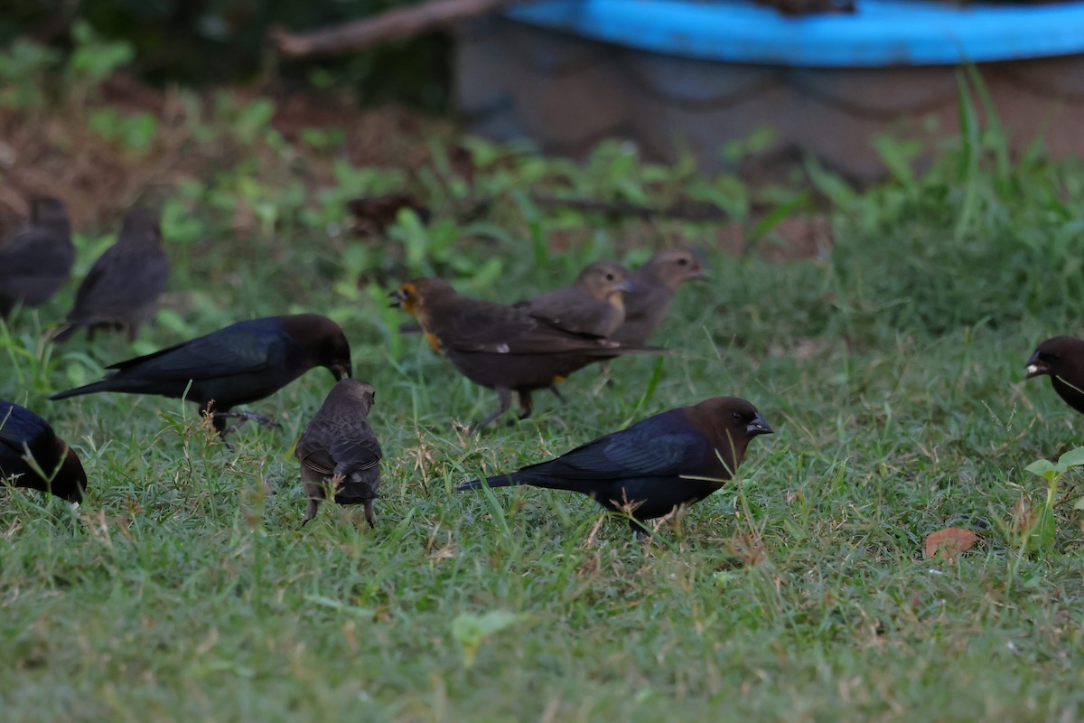 Yellow-headed Blackbird - ML644264358