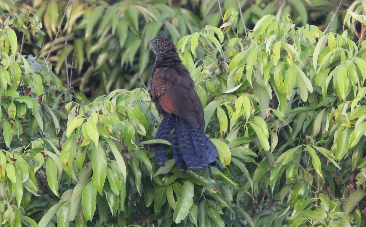 Greater Coucal - ML644264365