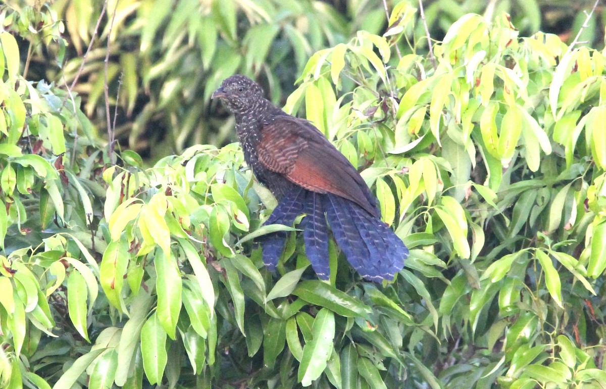Greater Coucal - ML644264366