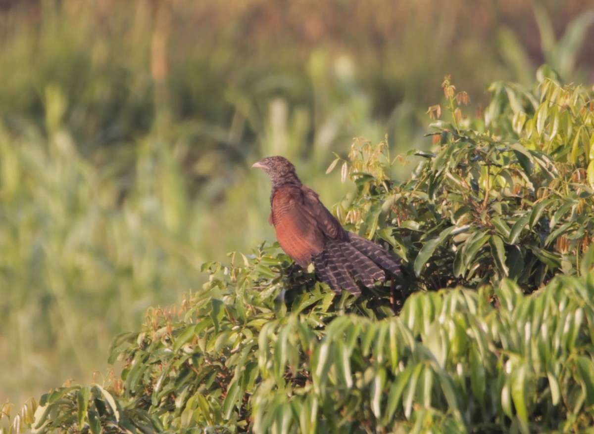 Greater Coucal - ML644264367