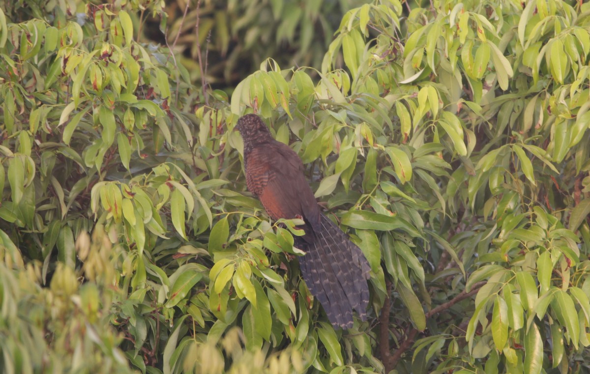 Greater Coucal - ML644264368
