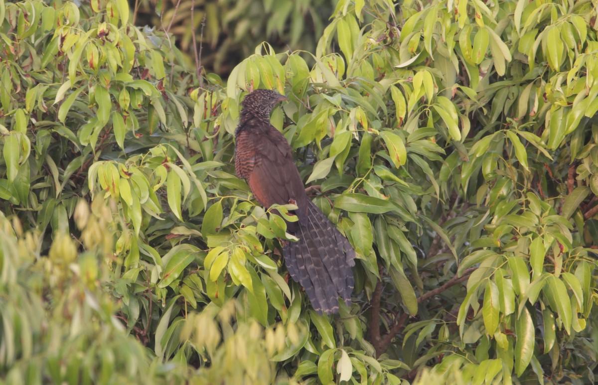 Greater Coucal - ML644264369