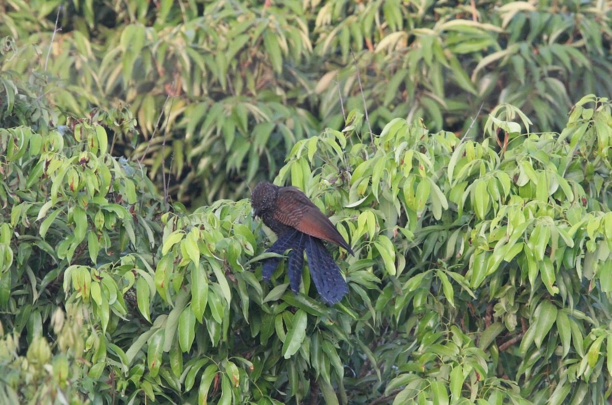 Greater Coucal - ML644264370