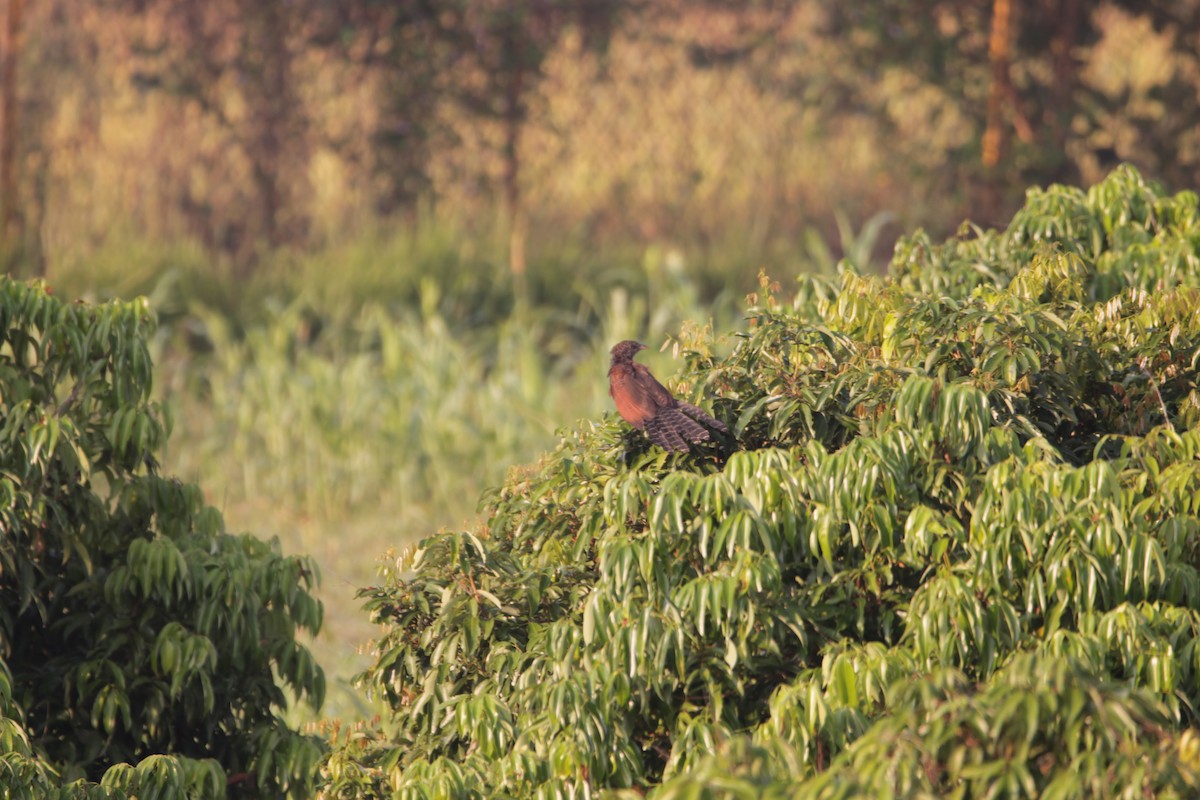 Greater Coucal - ML644264371