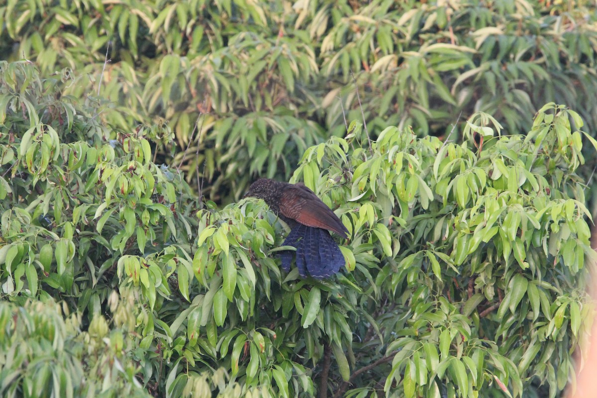 Greater Coucal - ML644264372