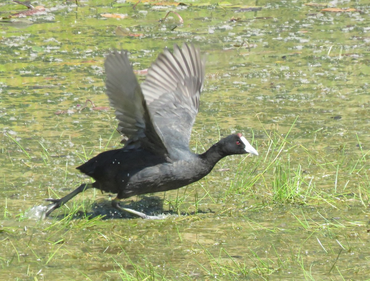 Red-knobbed Coot - ML644264412