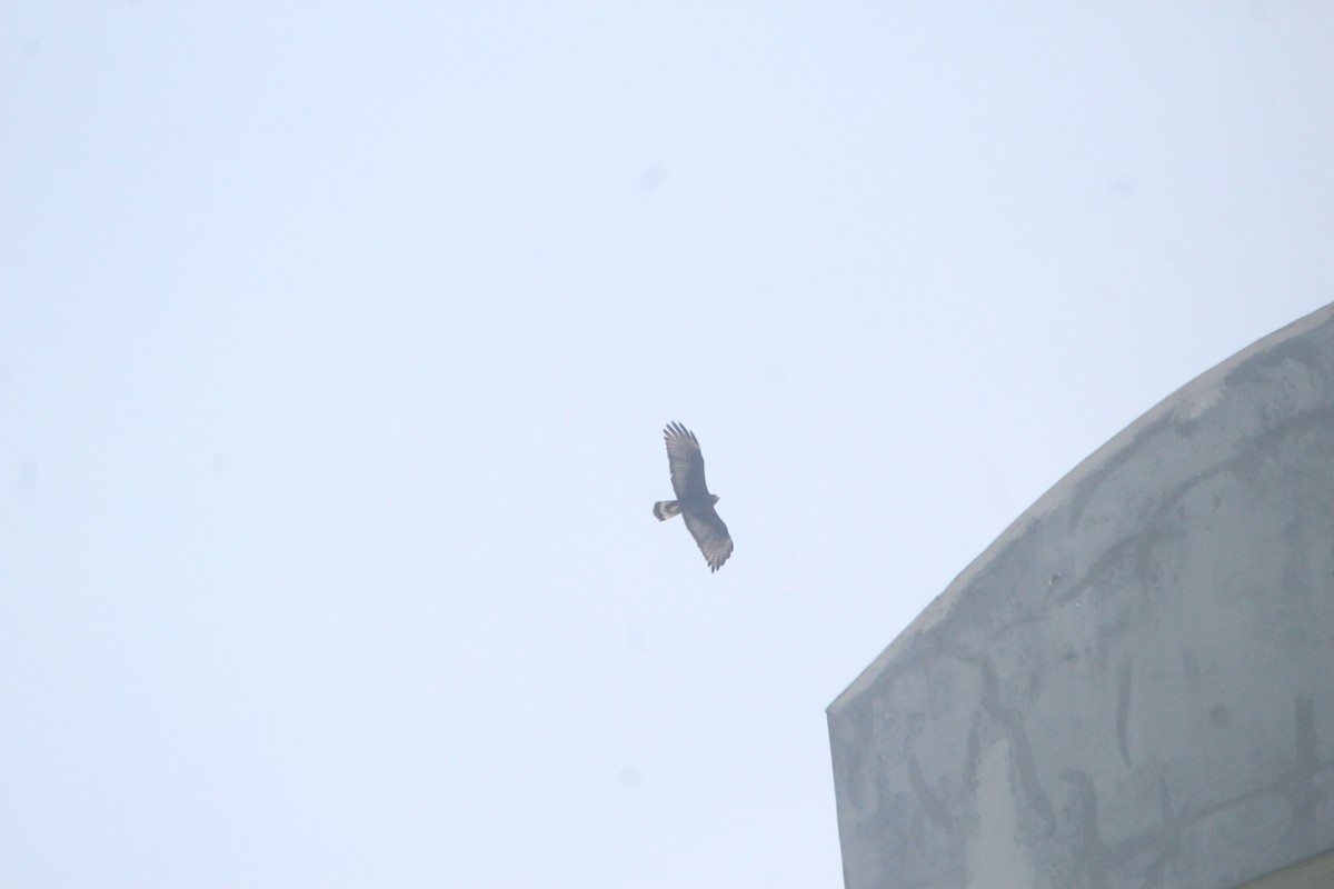 Buse à queue barrée - ML644264431