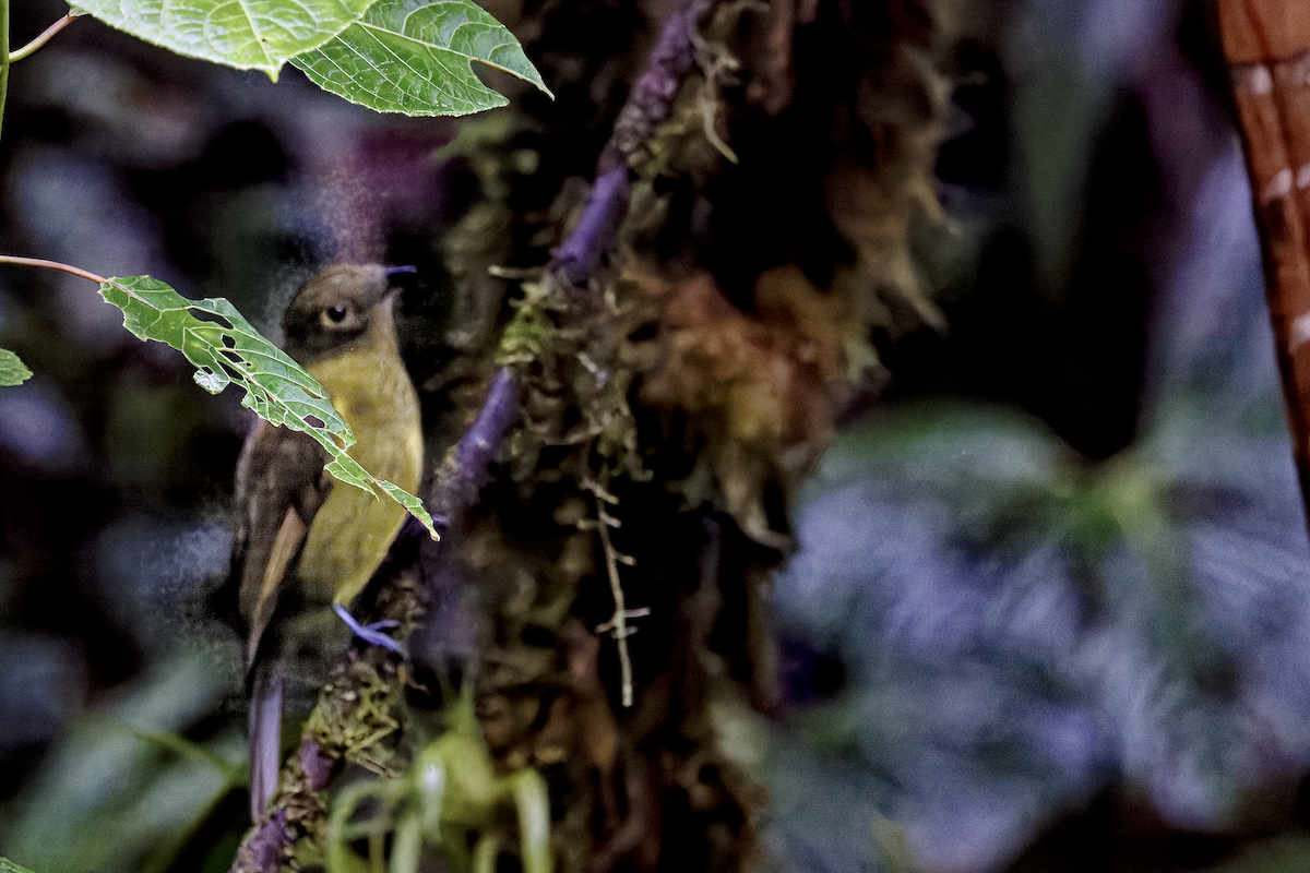 Olivaceous Piha - ML644264433