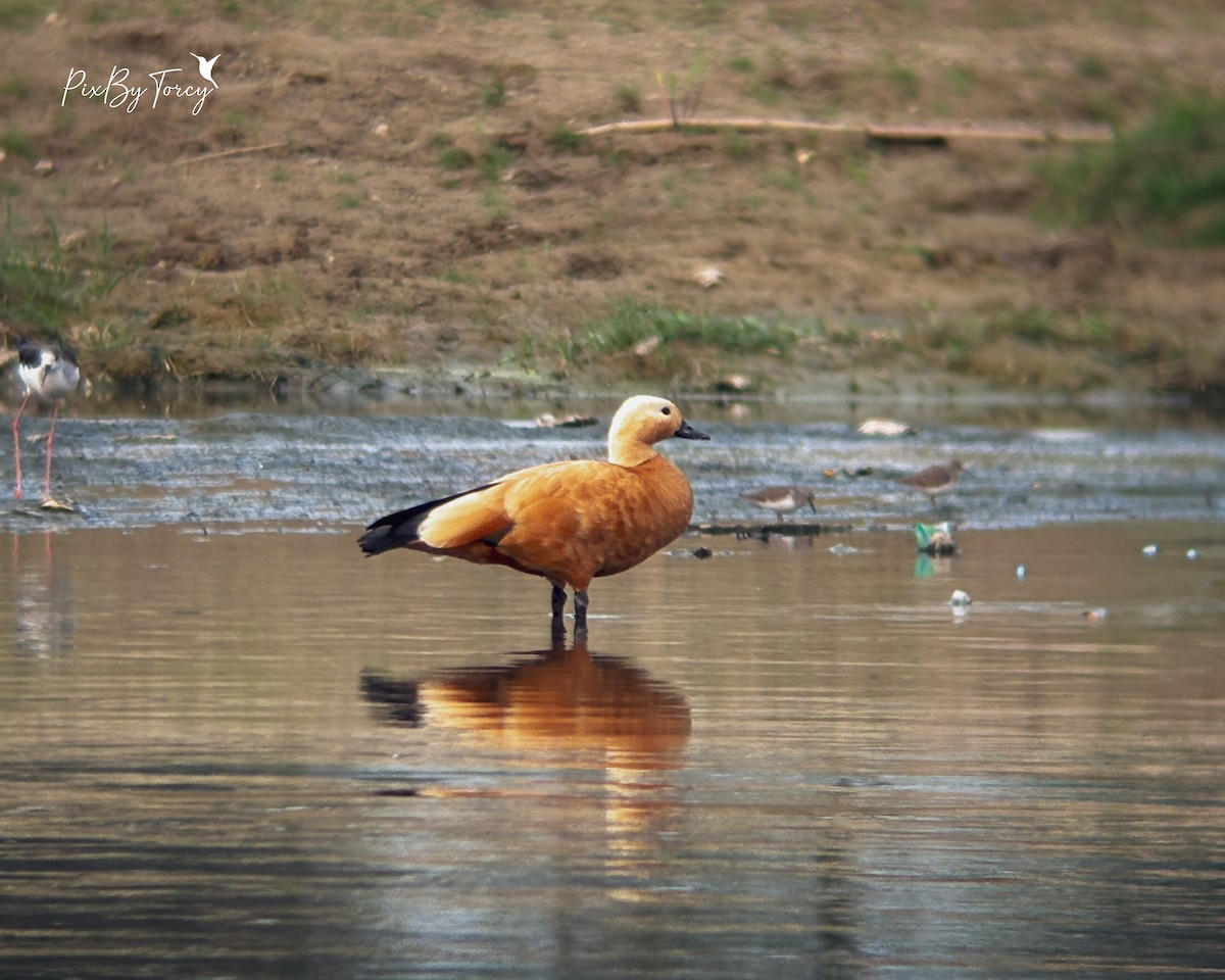 Casarca - ML644264437