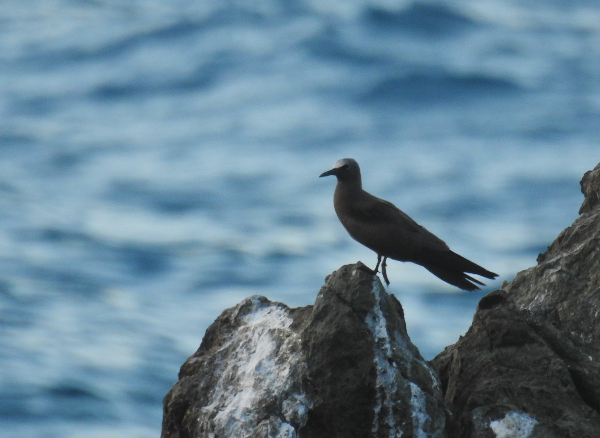 Brown Noddy - ML644264446