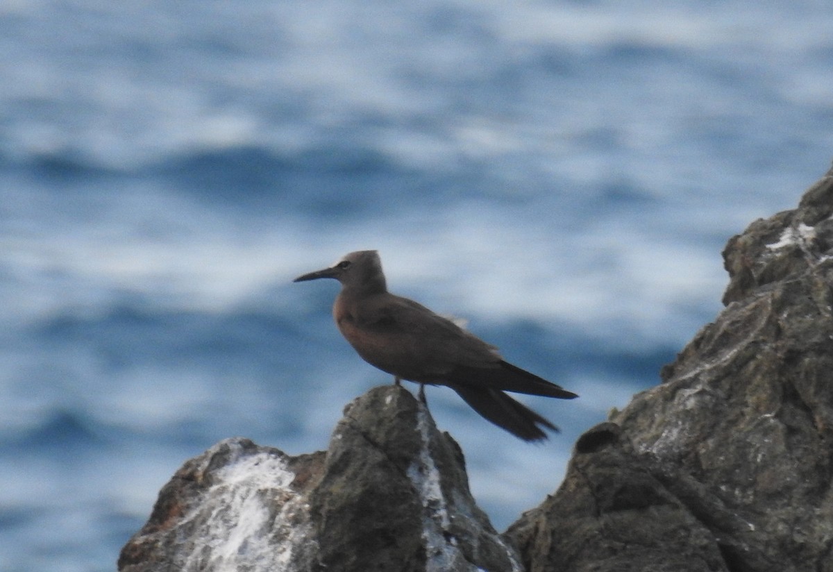 Brown Noddy - ML644264447