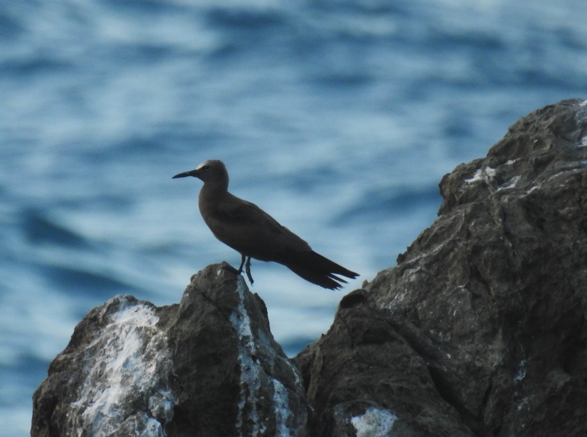Brown Noddy - ML644264449
