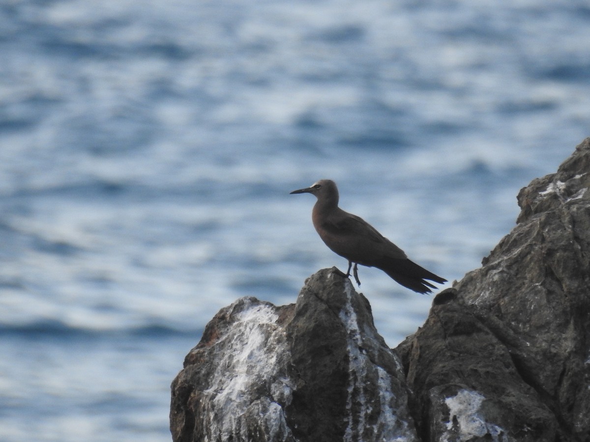Brown Noddy - ML644264450