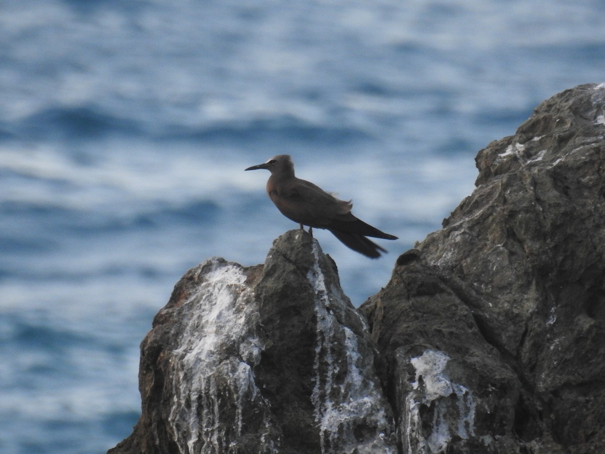 Brown Noddy - ML644264451
