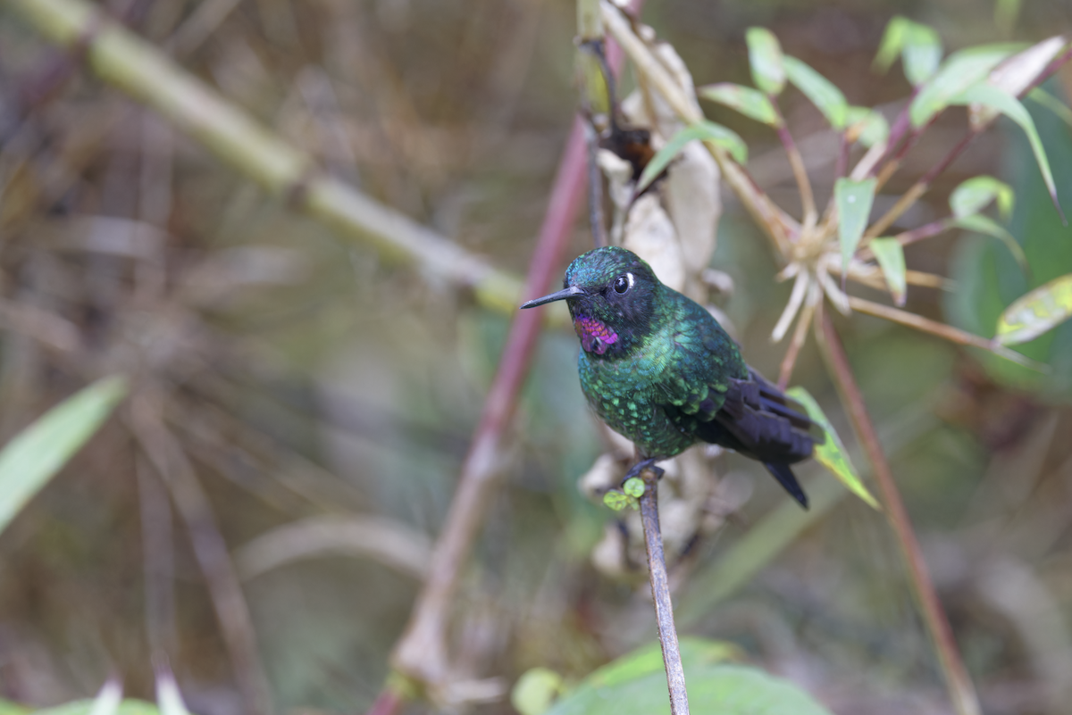 Tourmaline Sunangel - ML644264460