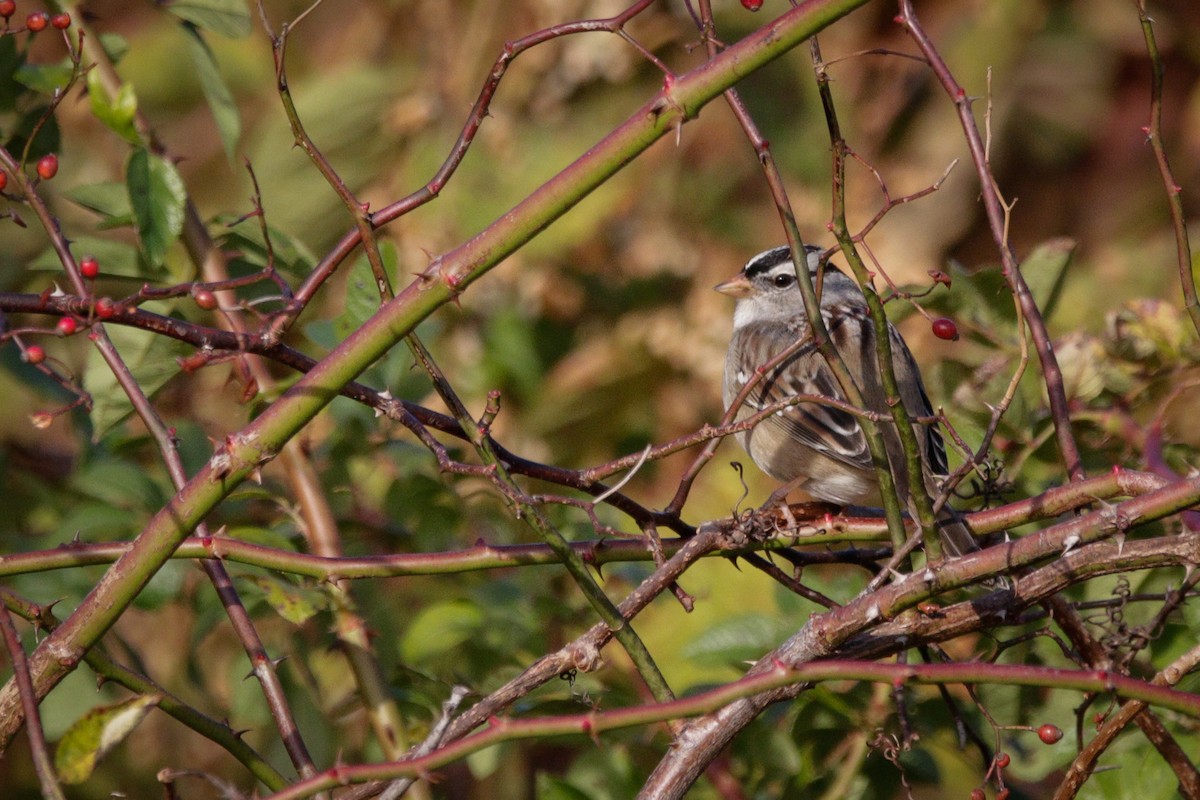 Dachsammer - ML644264470