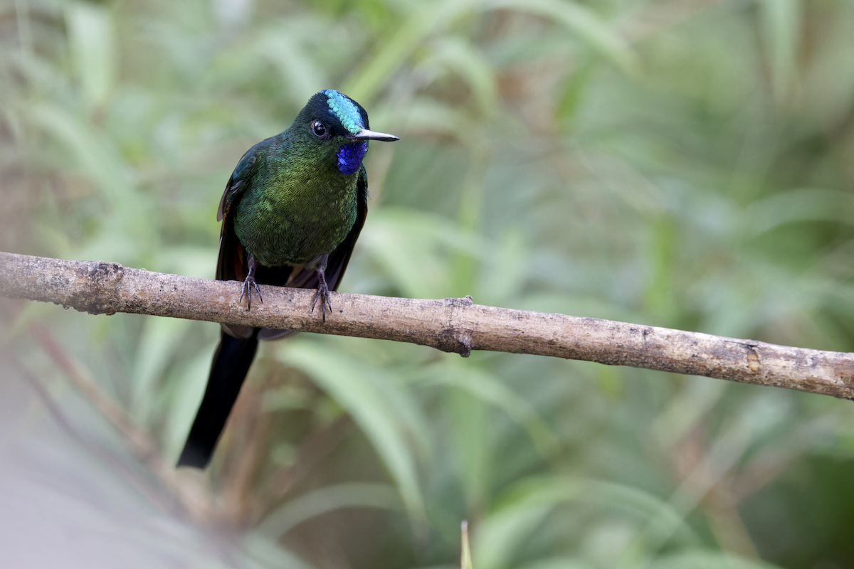 Violet-tailed Sylph - ML644264473