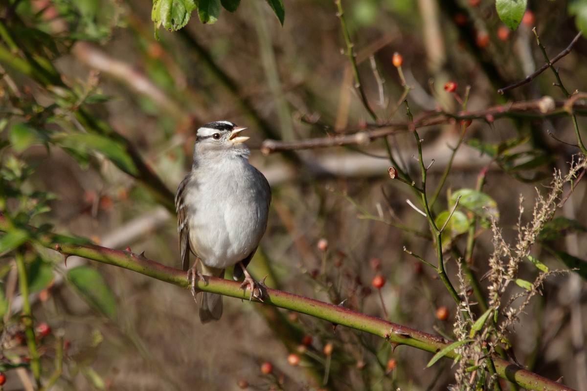 Dachsammer - ML644264476