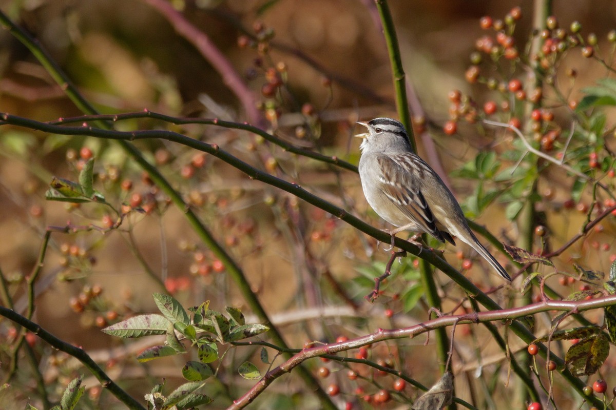 Dachsammer - ML644264477