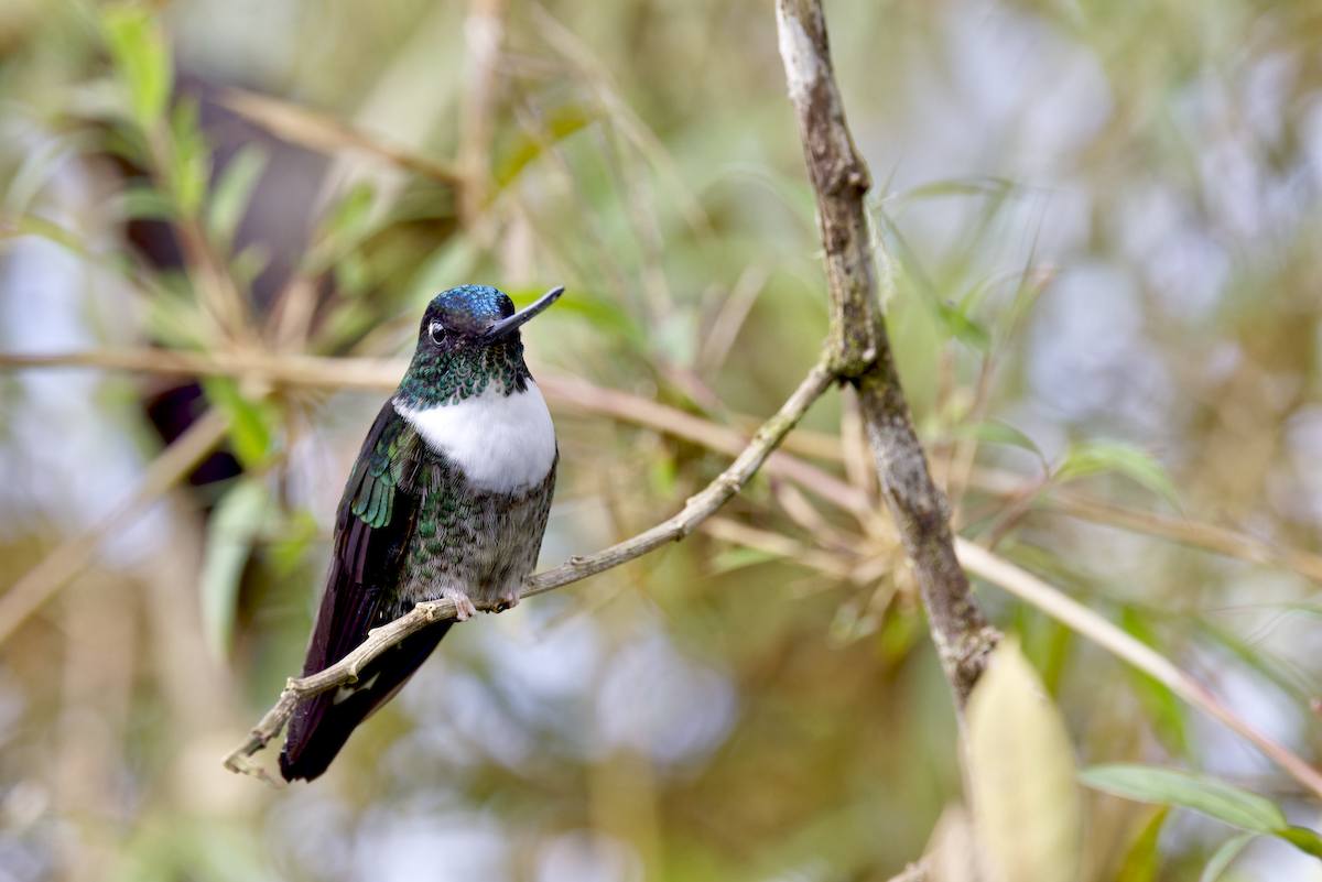 Collared Inca - ML644264480