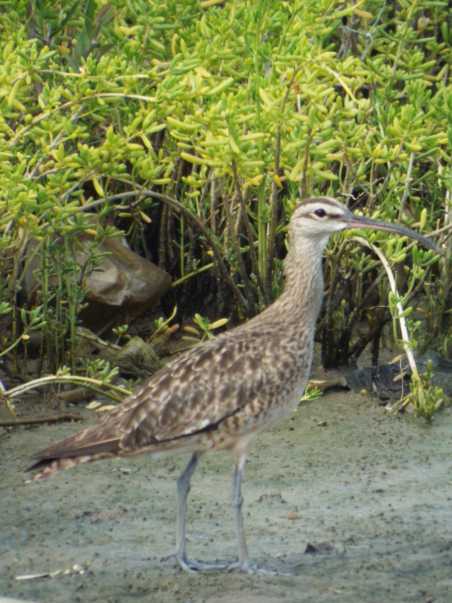 Hudsonian Whimbrel - ML644264484