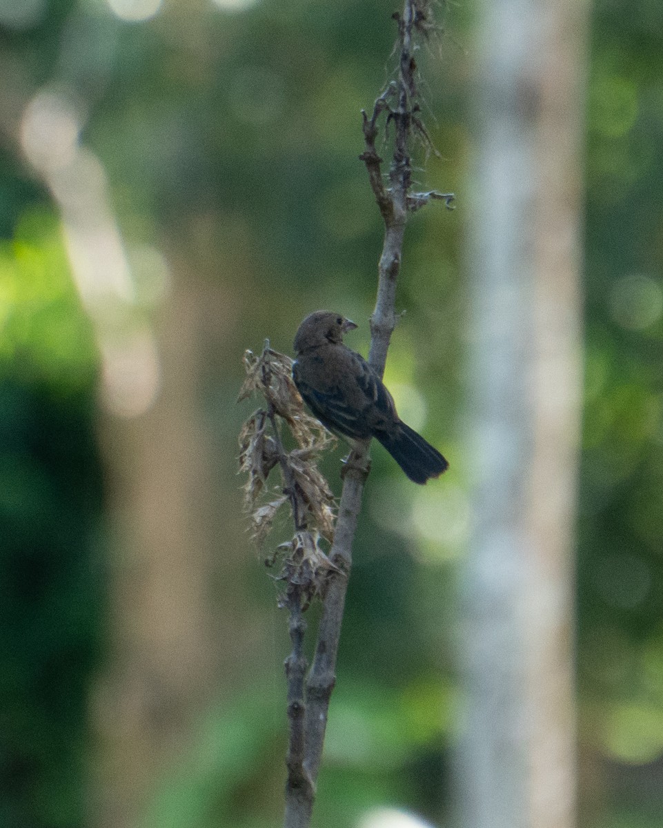 Якарина - ML644264549