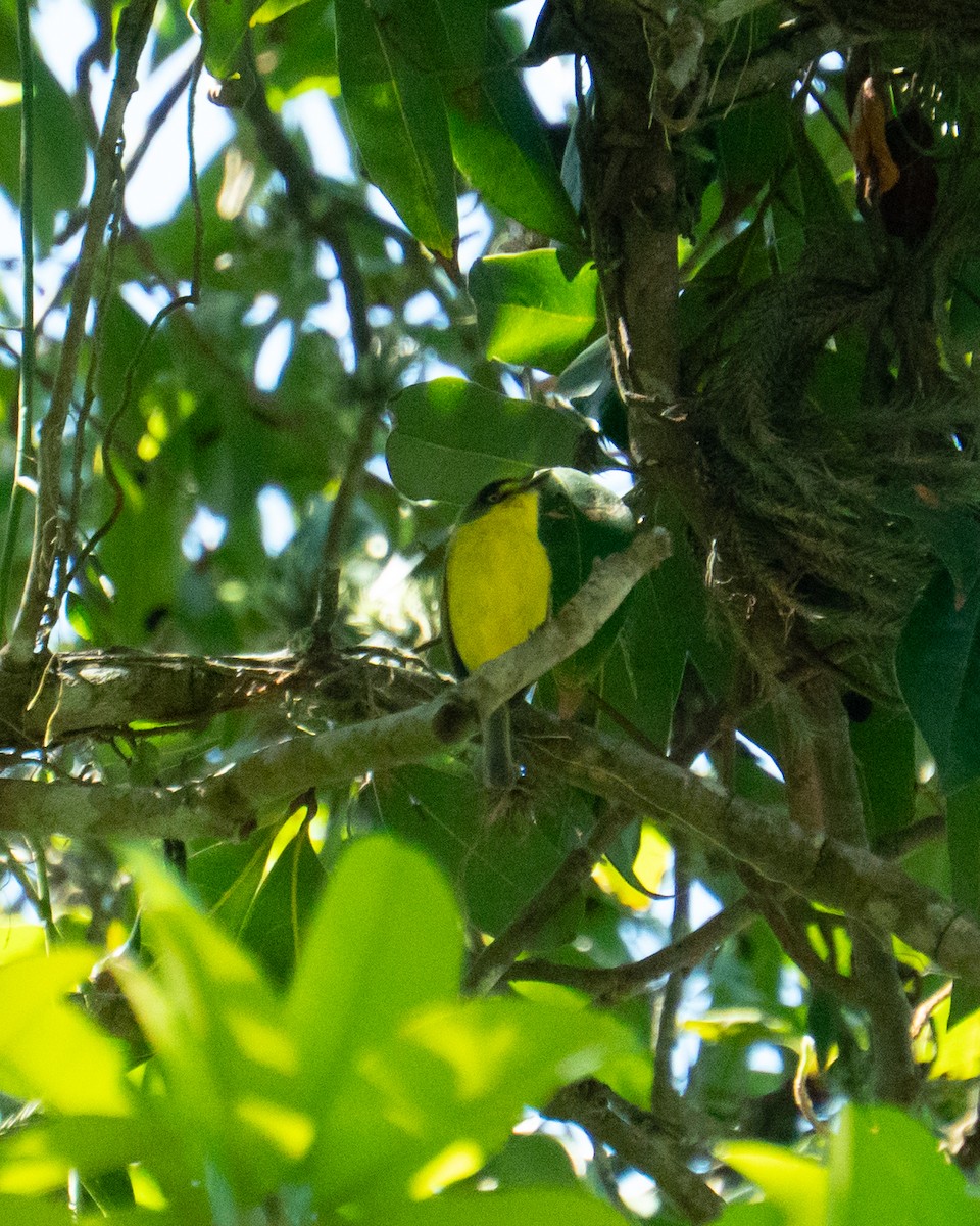 Gray-headed Tody-Flycatcher - ML644264551