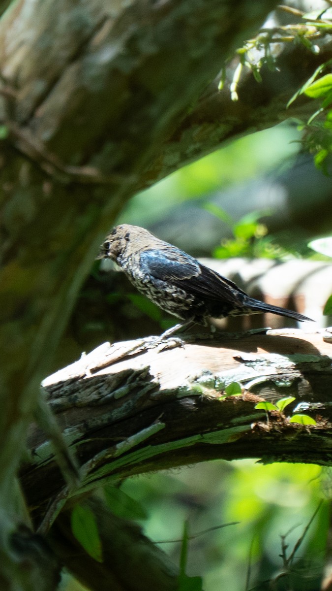 Якарина - ML644264565