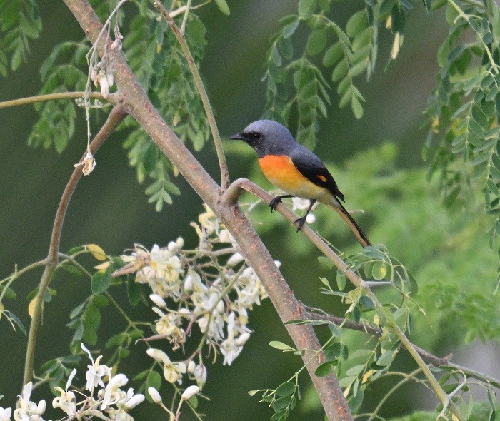 Small Minivet - ML644264568