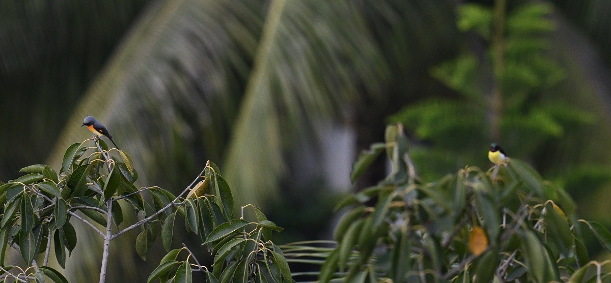 Small Minivet - ML644264569