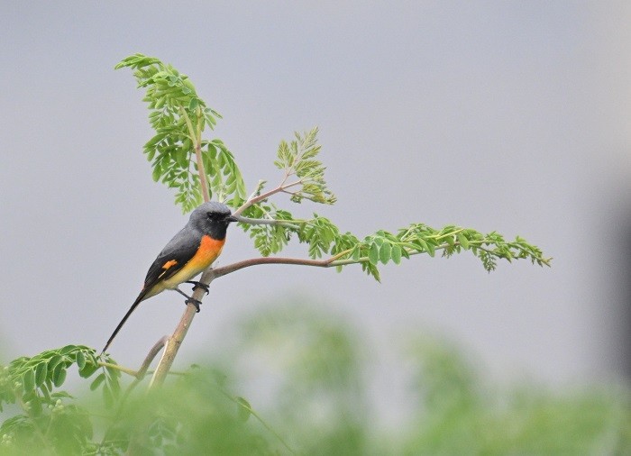 Small Minivet - ML644264570