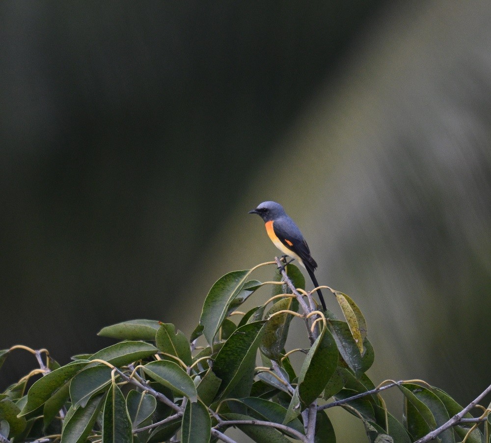Small Minivet - ML644264571