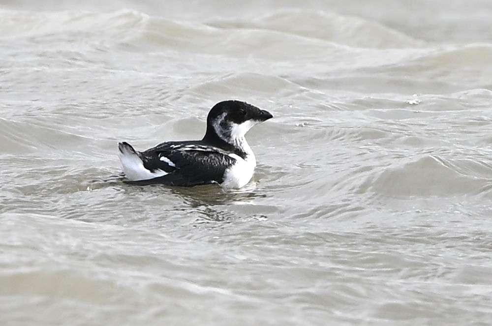 Люрик - ML644264574