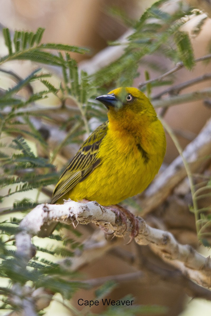 Cape Weaver - ML644264589