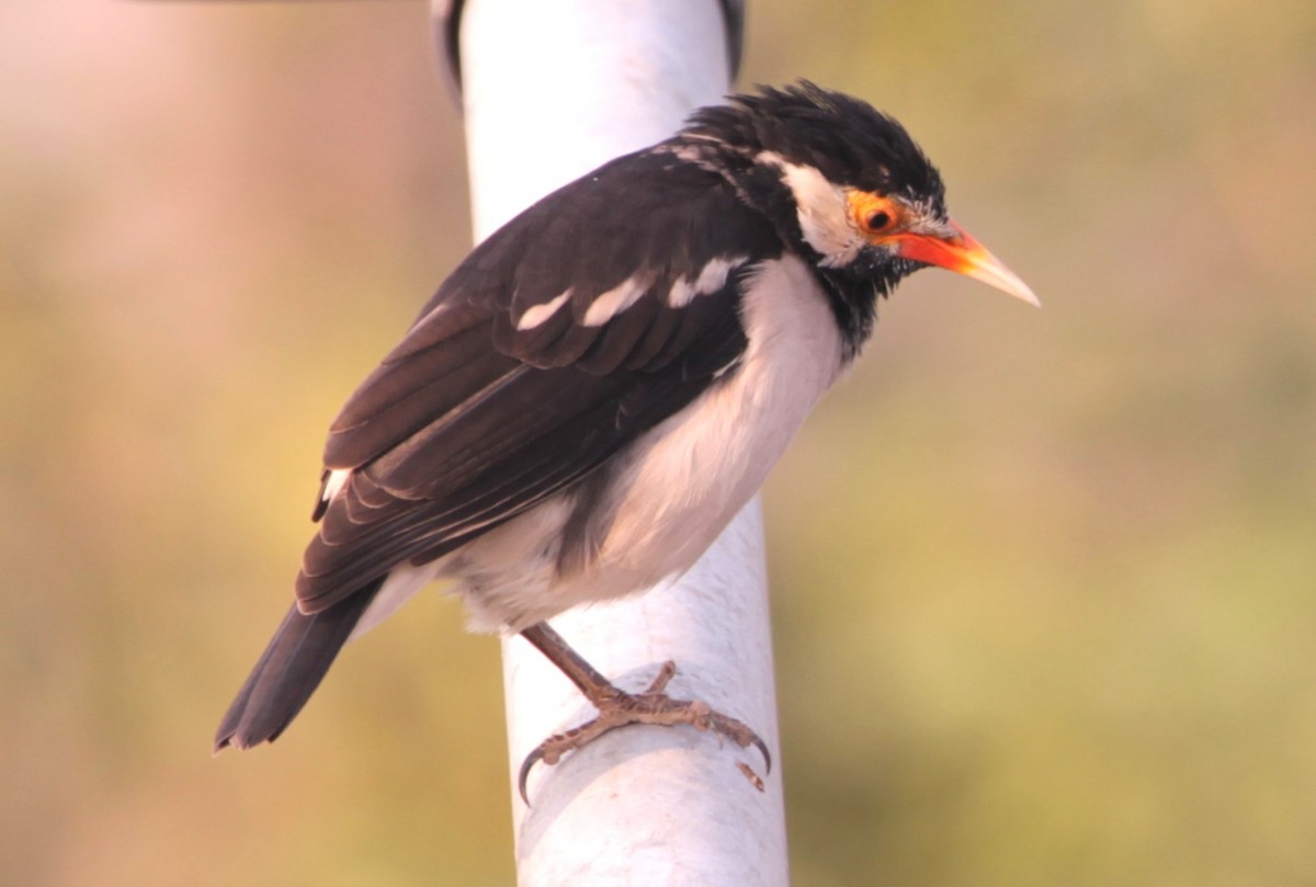 印度鵲椋鳥 - ML644264623