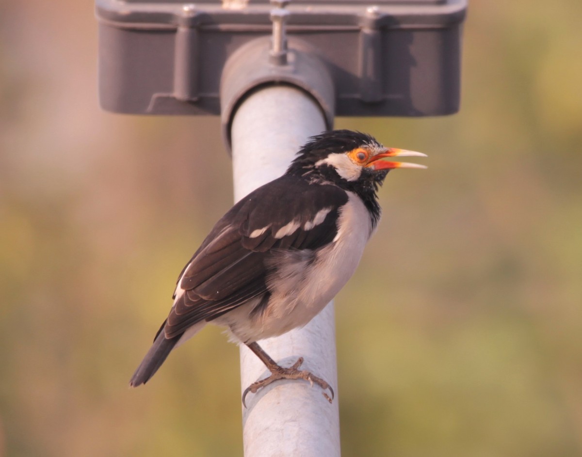 印度鵲椋鳥 - ML644264624