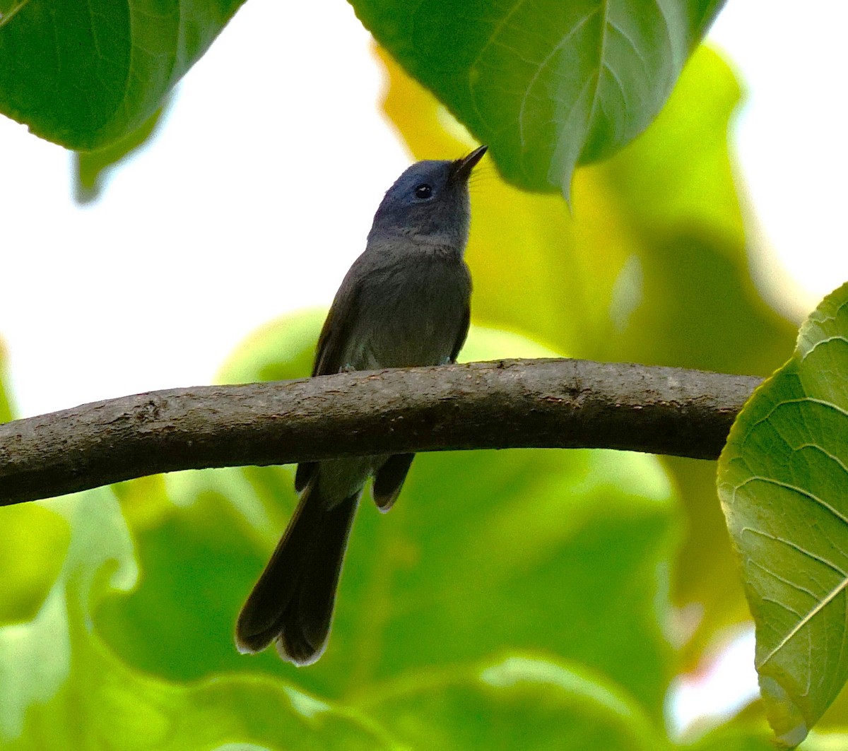 Tchitrec azuré - ML644264639