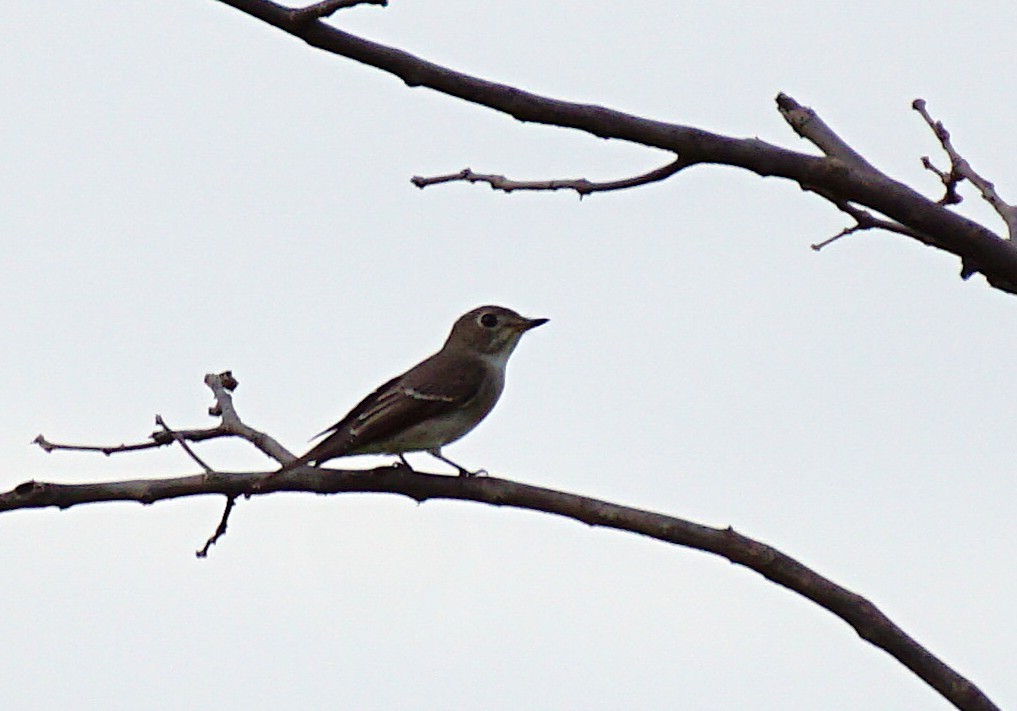 gråflankefluesnapper - ML644264642