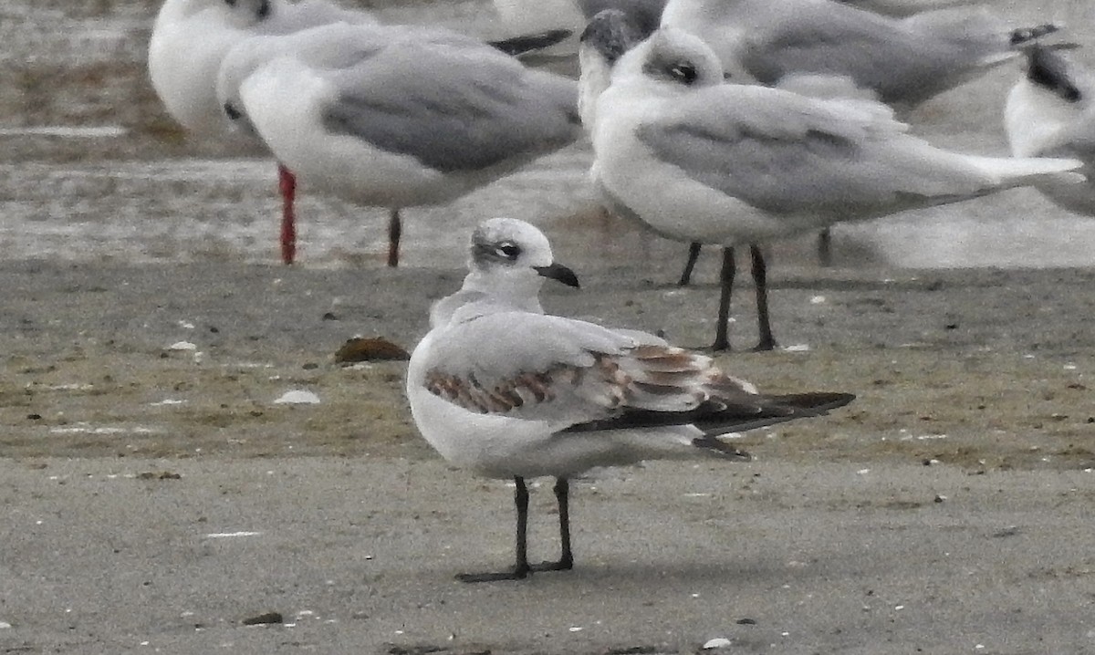 ニシズグロカモメ - ML644264643