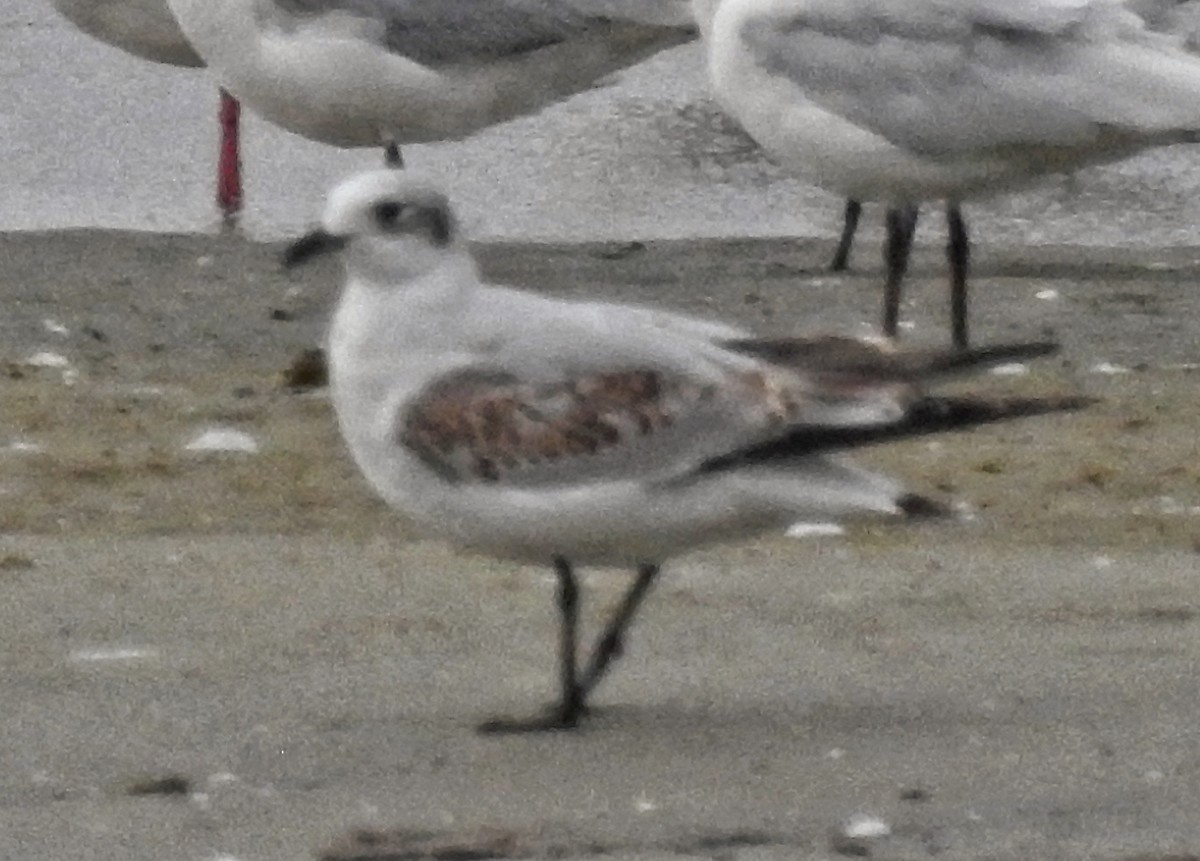 ニシズグロカモメ - ML644264644